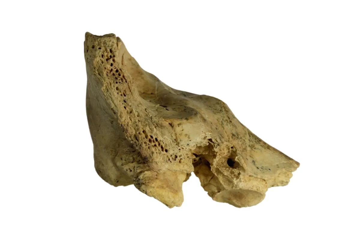 Neanderthal Fossil