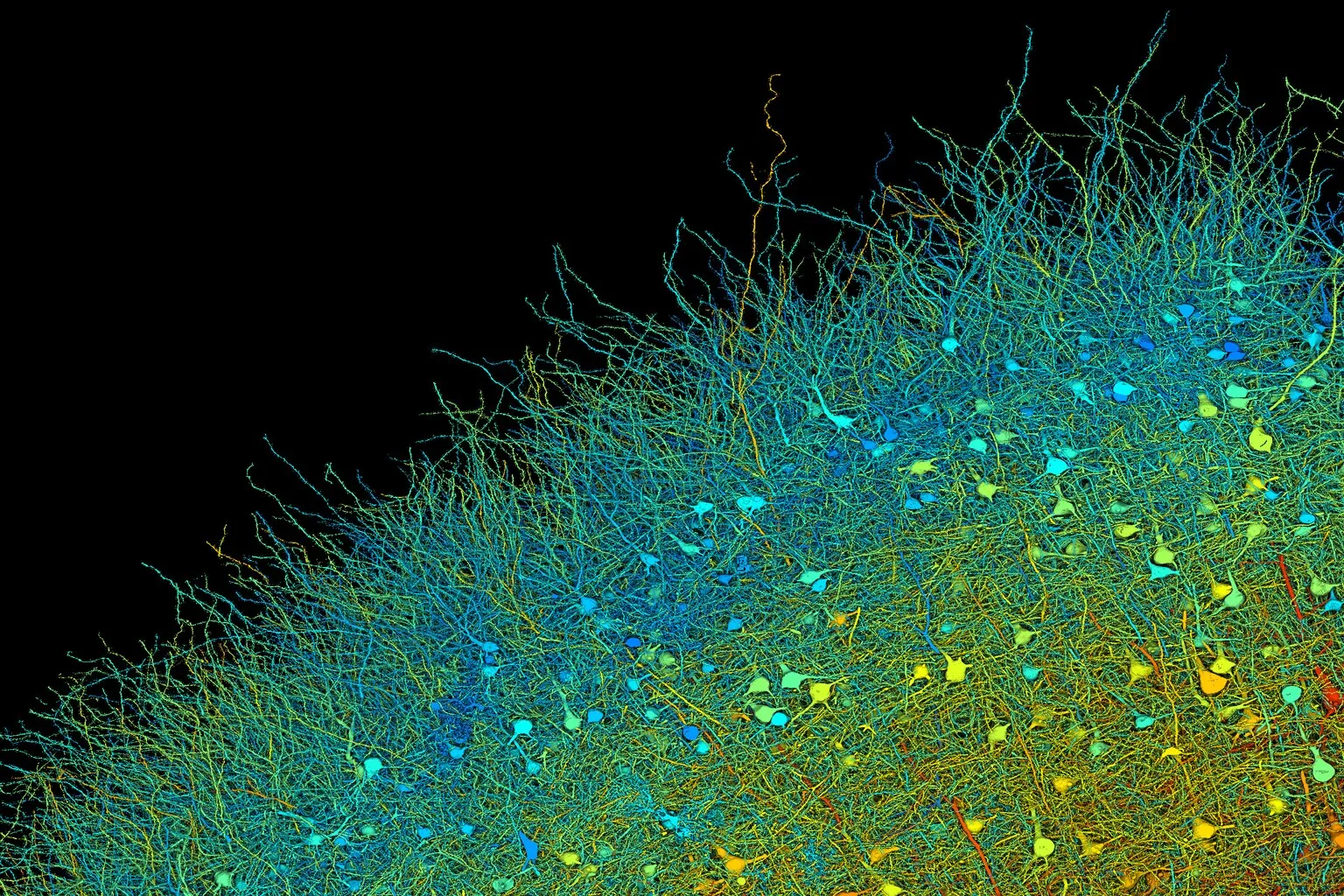 Neuron connections in the brain